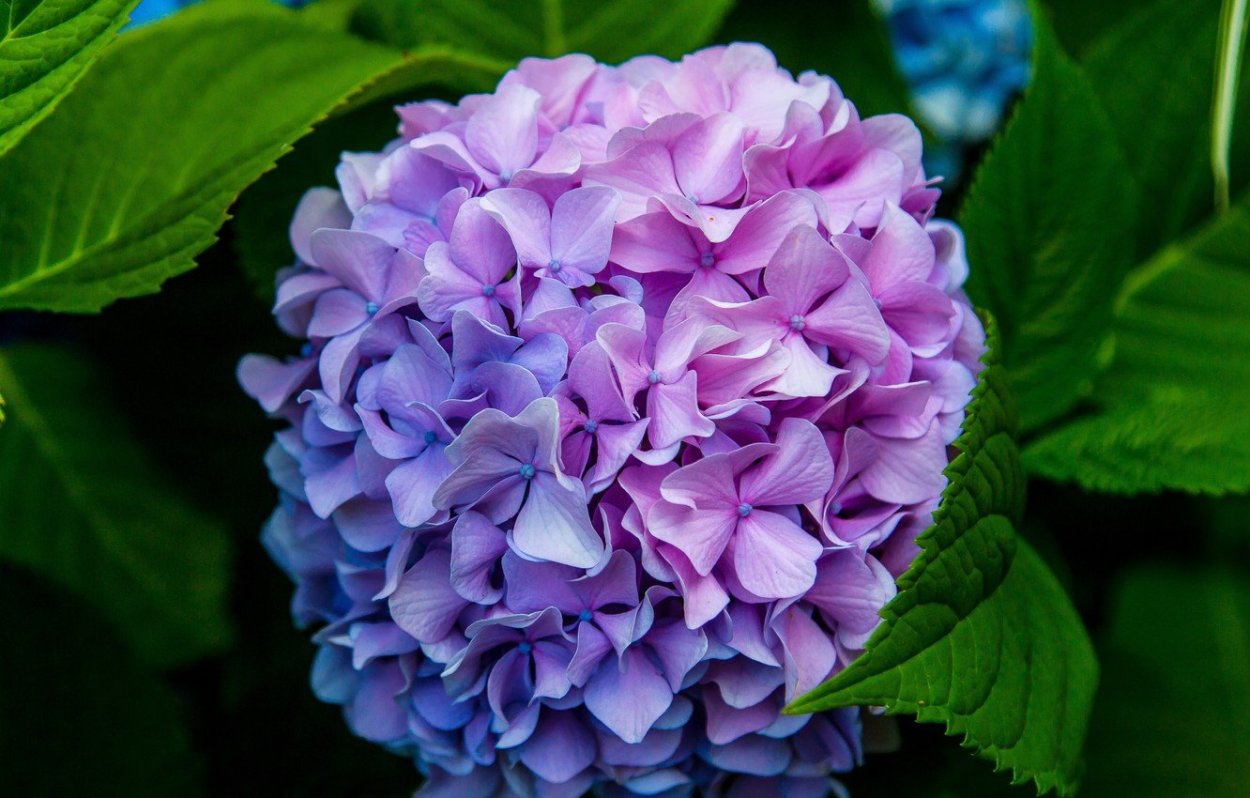 Цветок "гортензия"