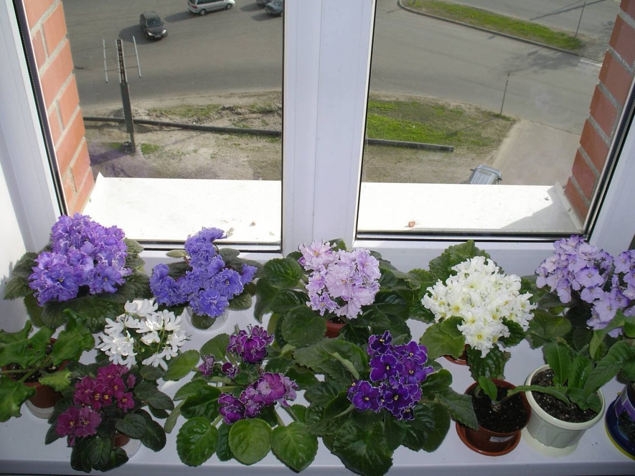 Узамбарская фиалка на окне