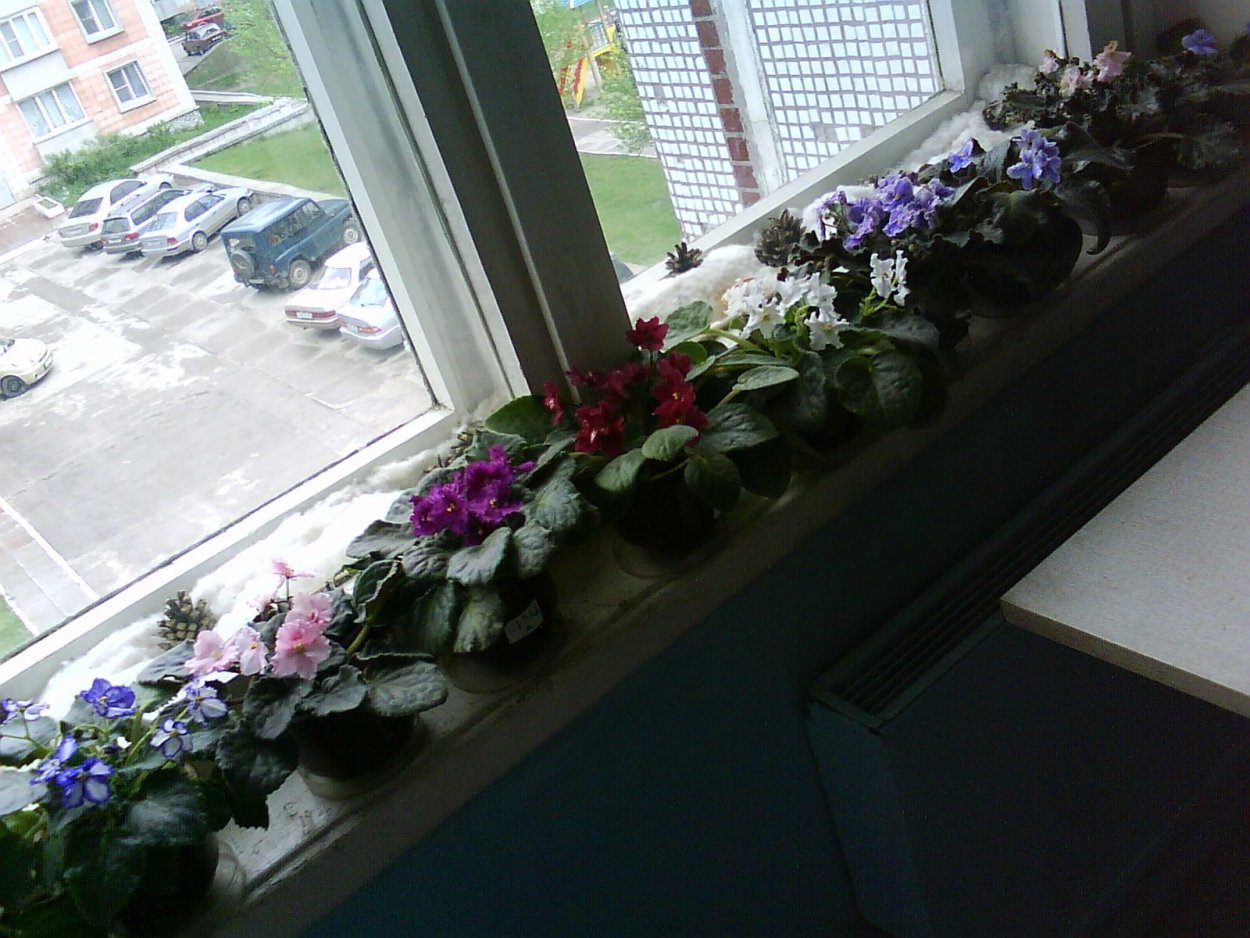 Фиалки на подоконнике