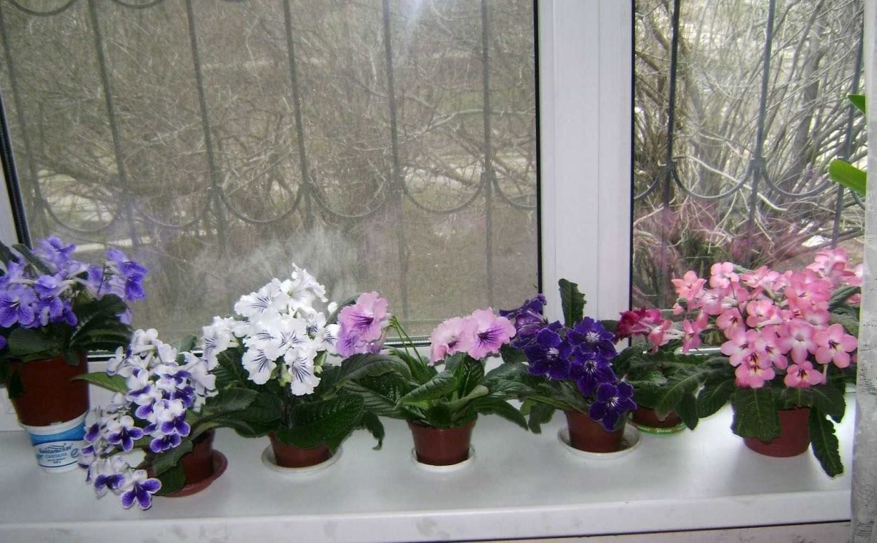 Стрептокарпусы на окне