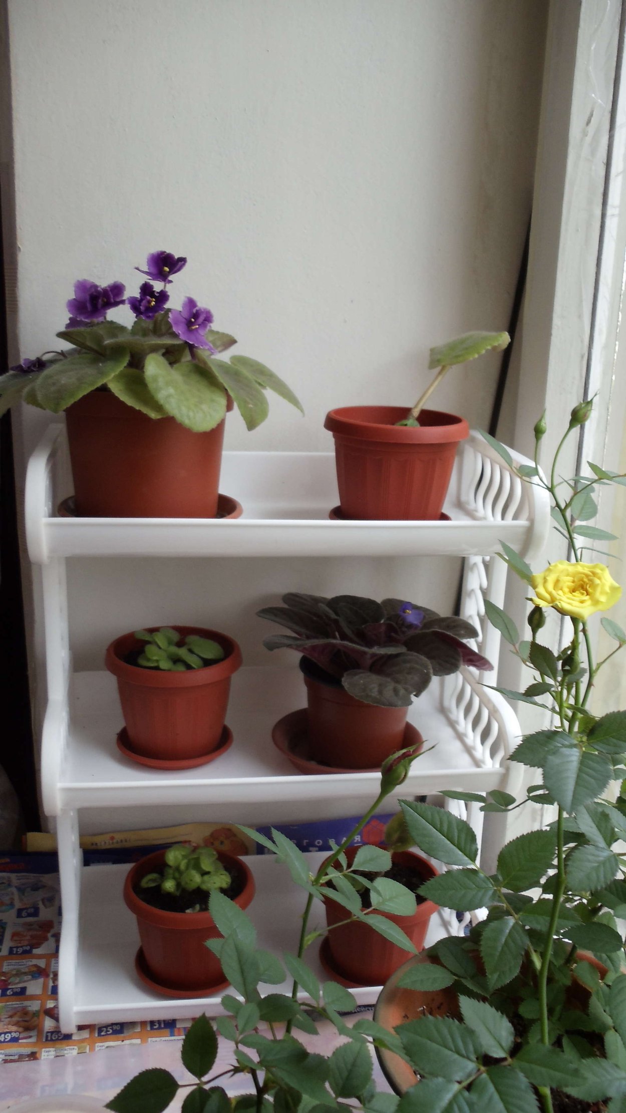 Размещение фиалок на подоконнике