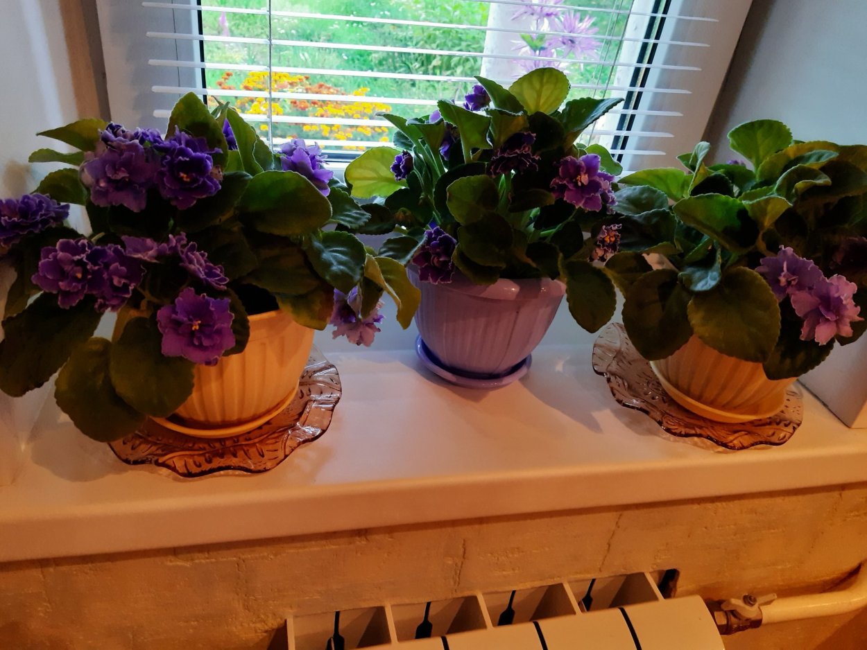 Сенполия узамбарская фиалка на подоконнике