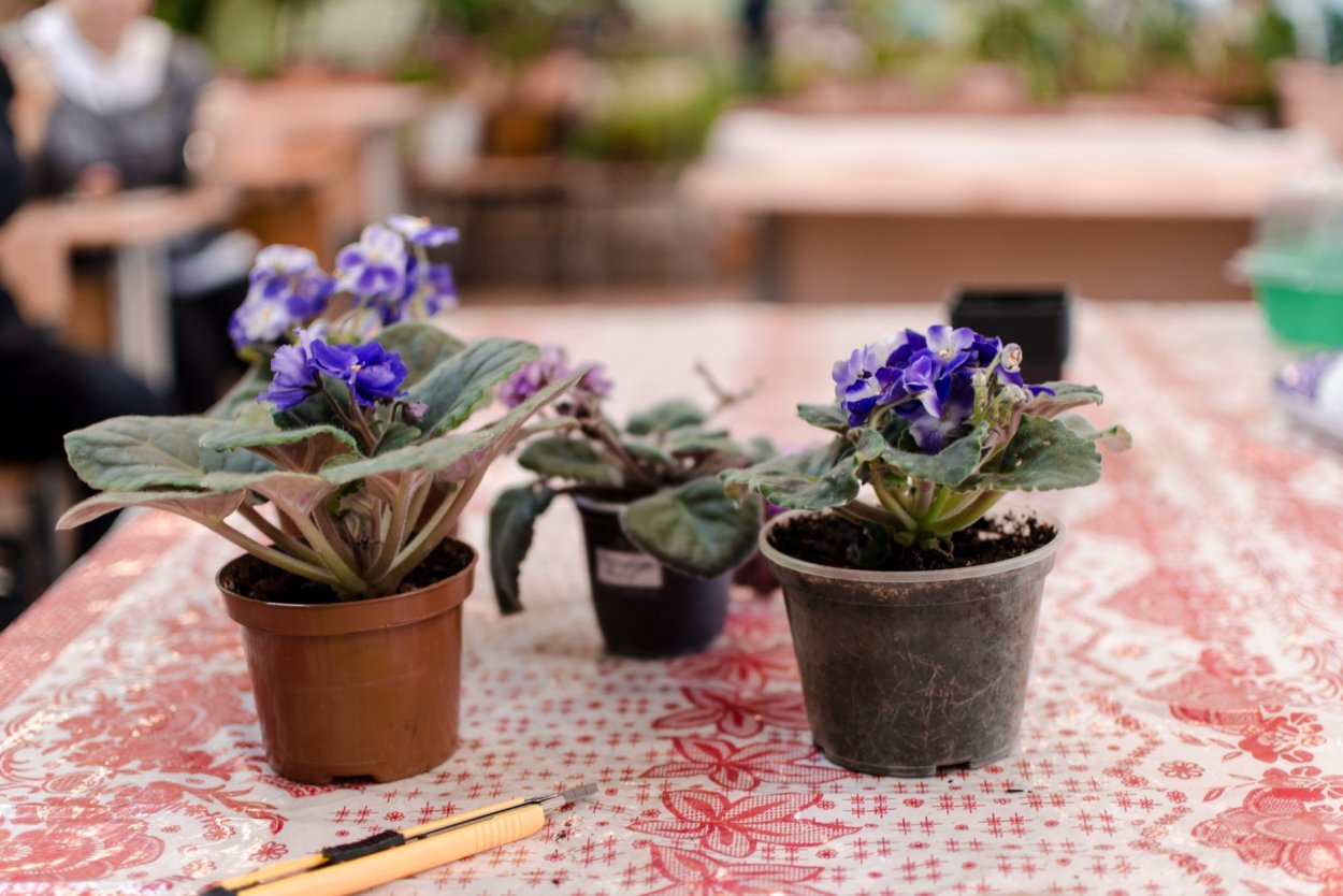 Выращивание фиалок