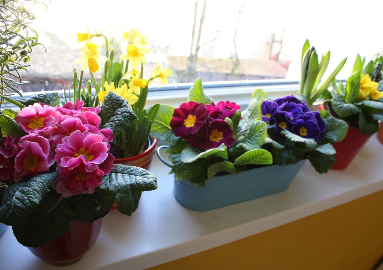 Комнатные цветы на подоконнике
