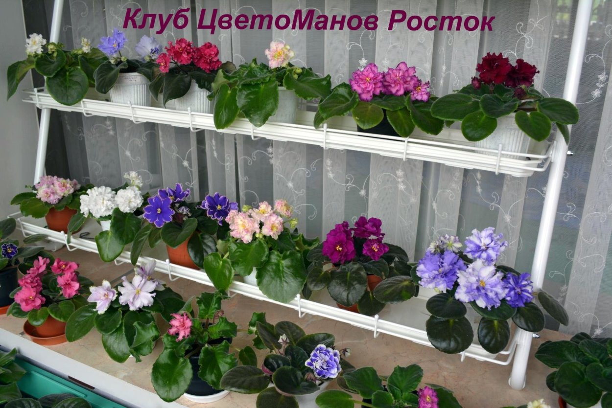 Стилаж с подстветкой для фиалок