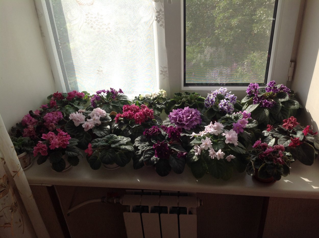Фиалки на подоконнике