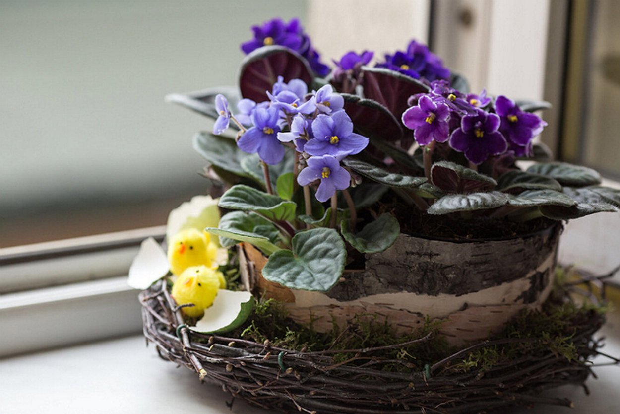 Композиция с фиалкой