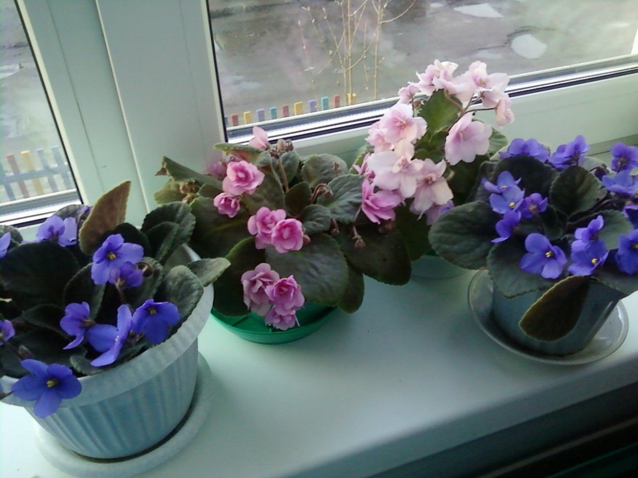 Сенполия узамбарская фиалка на подоконнике