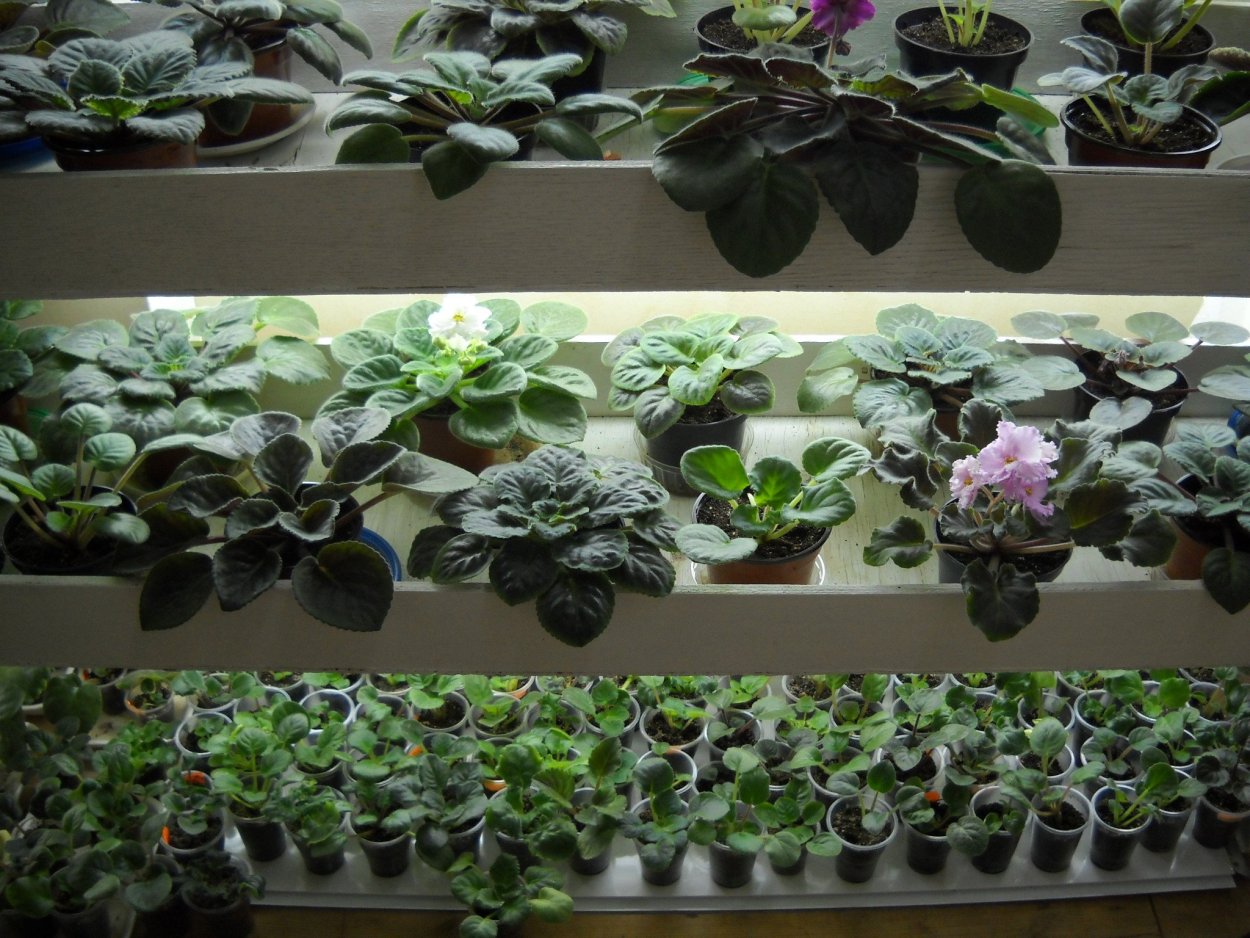 Фиалки на подоконнике