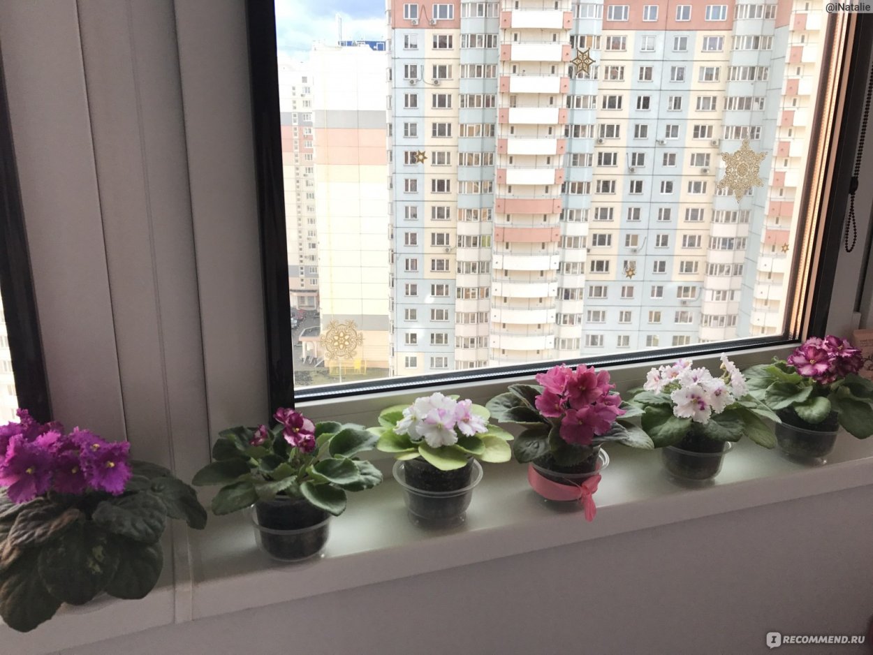 Лист сенполии на подоконнике