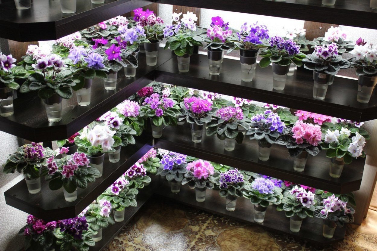 Контейнеры для фиалок