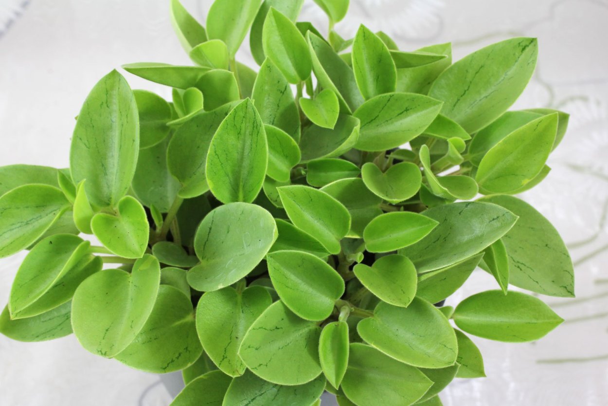 Пеперомия Орба Пикси лайм