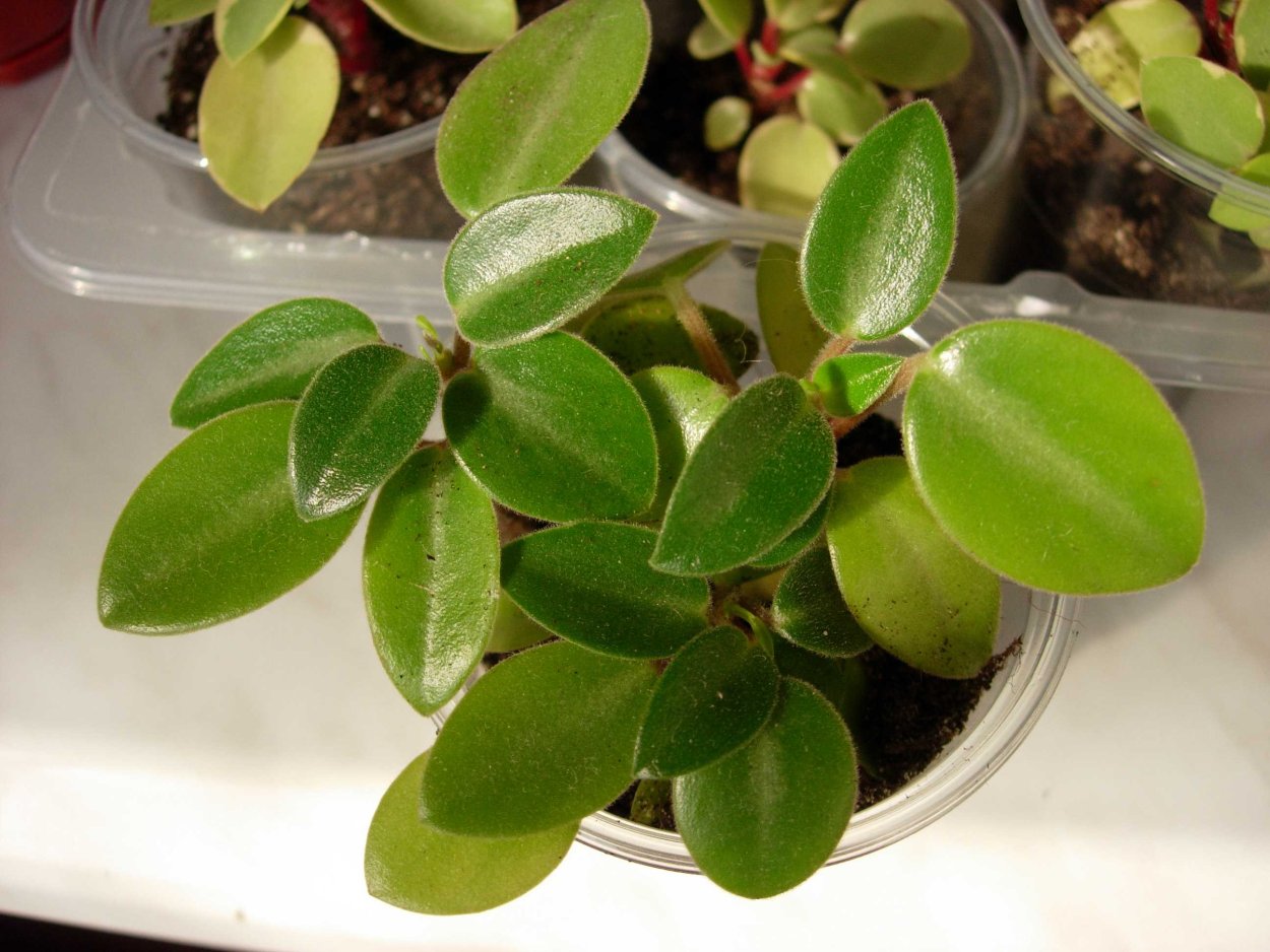 Пеперомия мелколистная