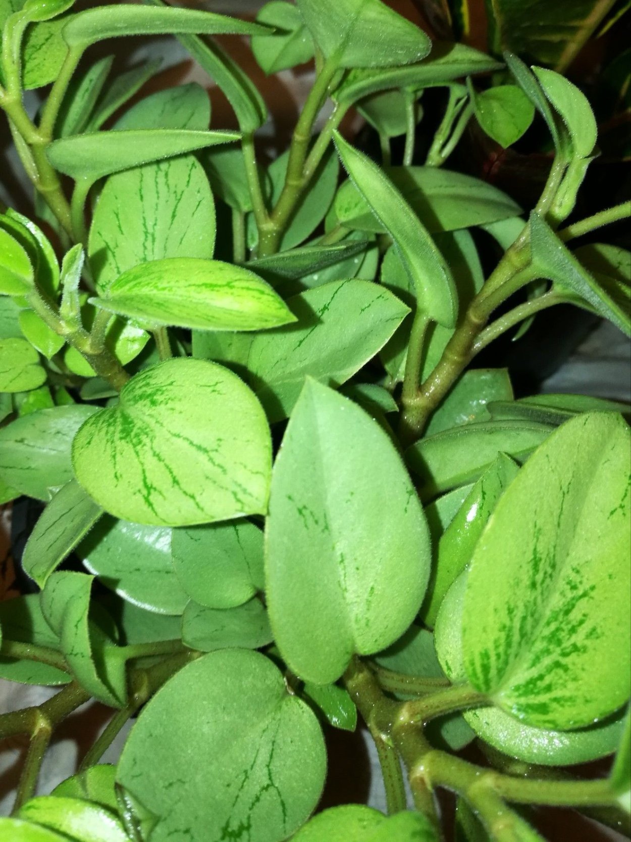 Peperomia Lime/Пеперомия лайм