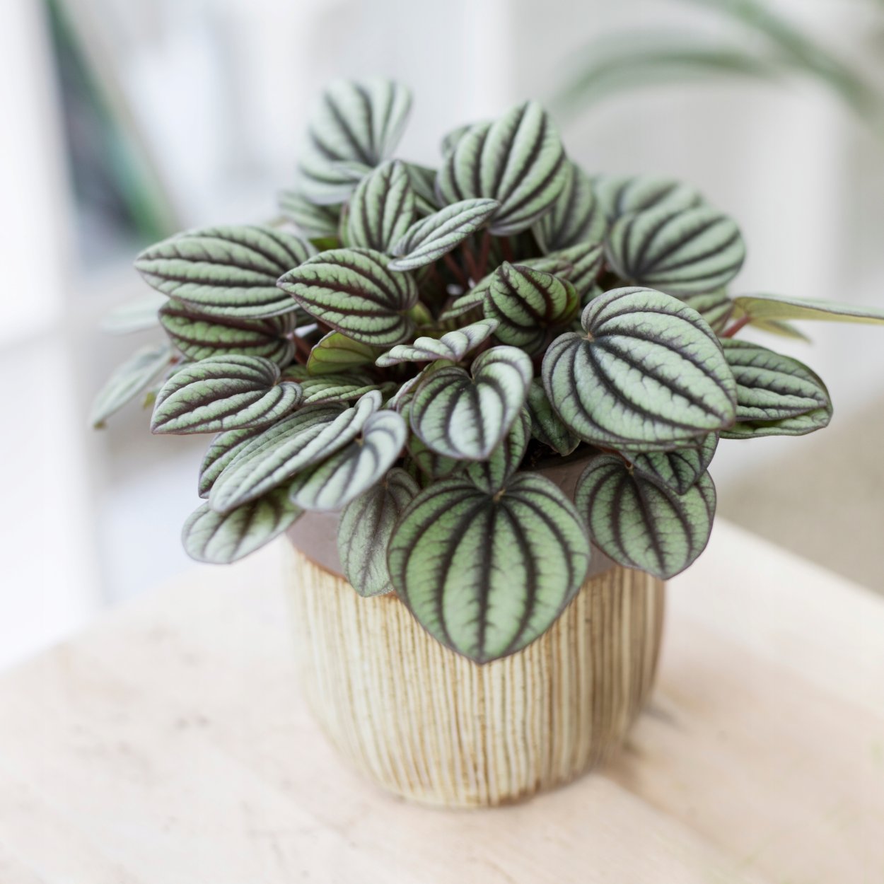 Пеперомия Пикколо