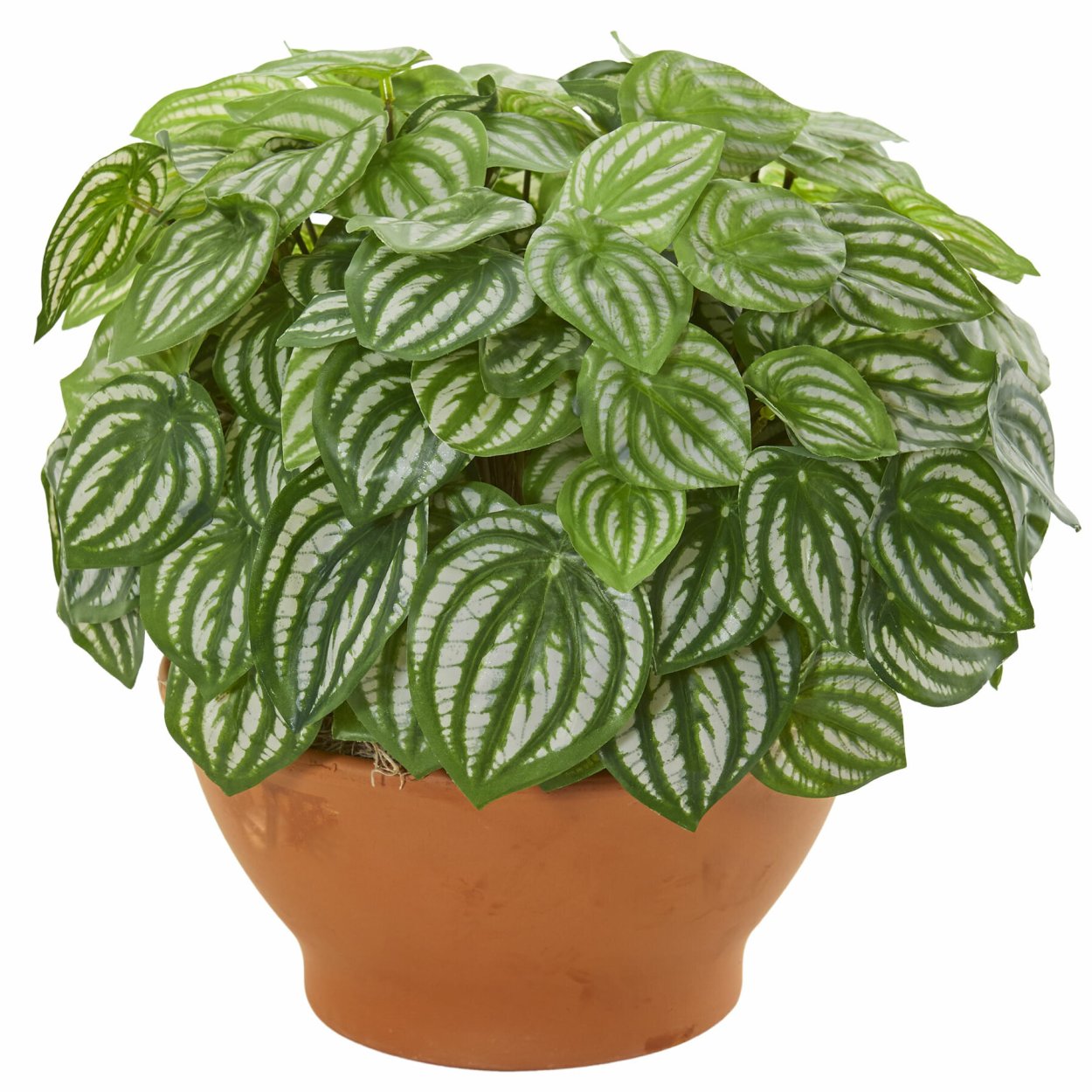 Пеперомия Милано