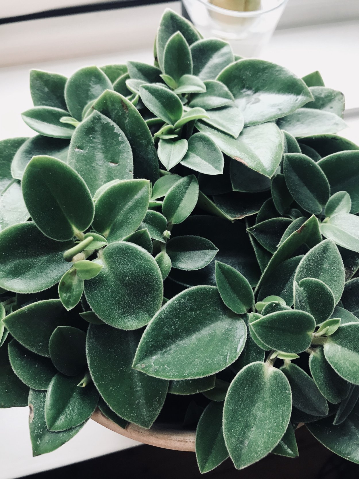 Пеперомия Peperomia fraseri