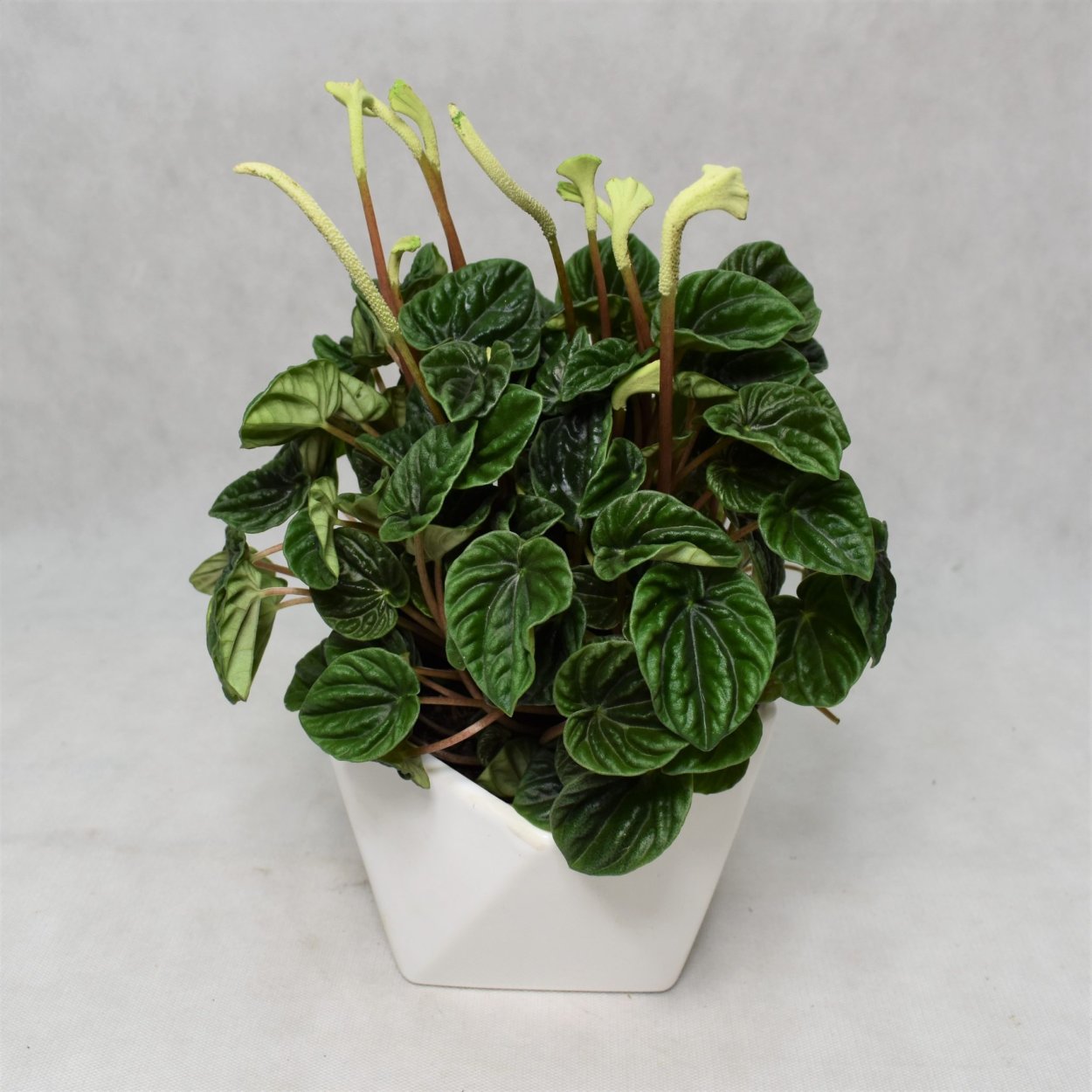 Пеперомия Сандерса (Peperomia sandersii)