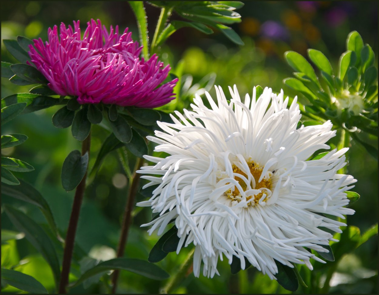 Астра Александрия