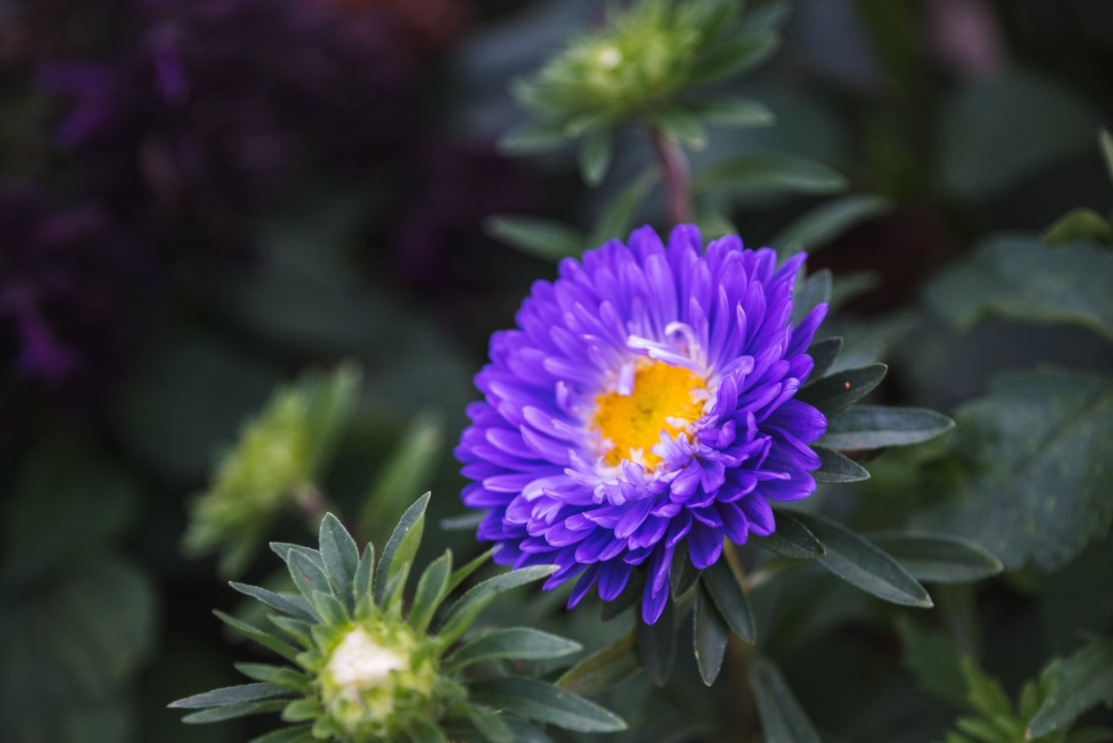 Георгин с пчелкой