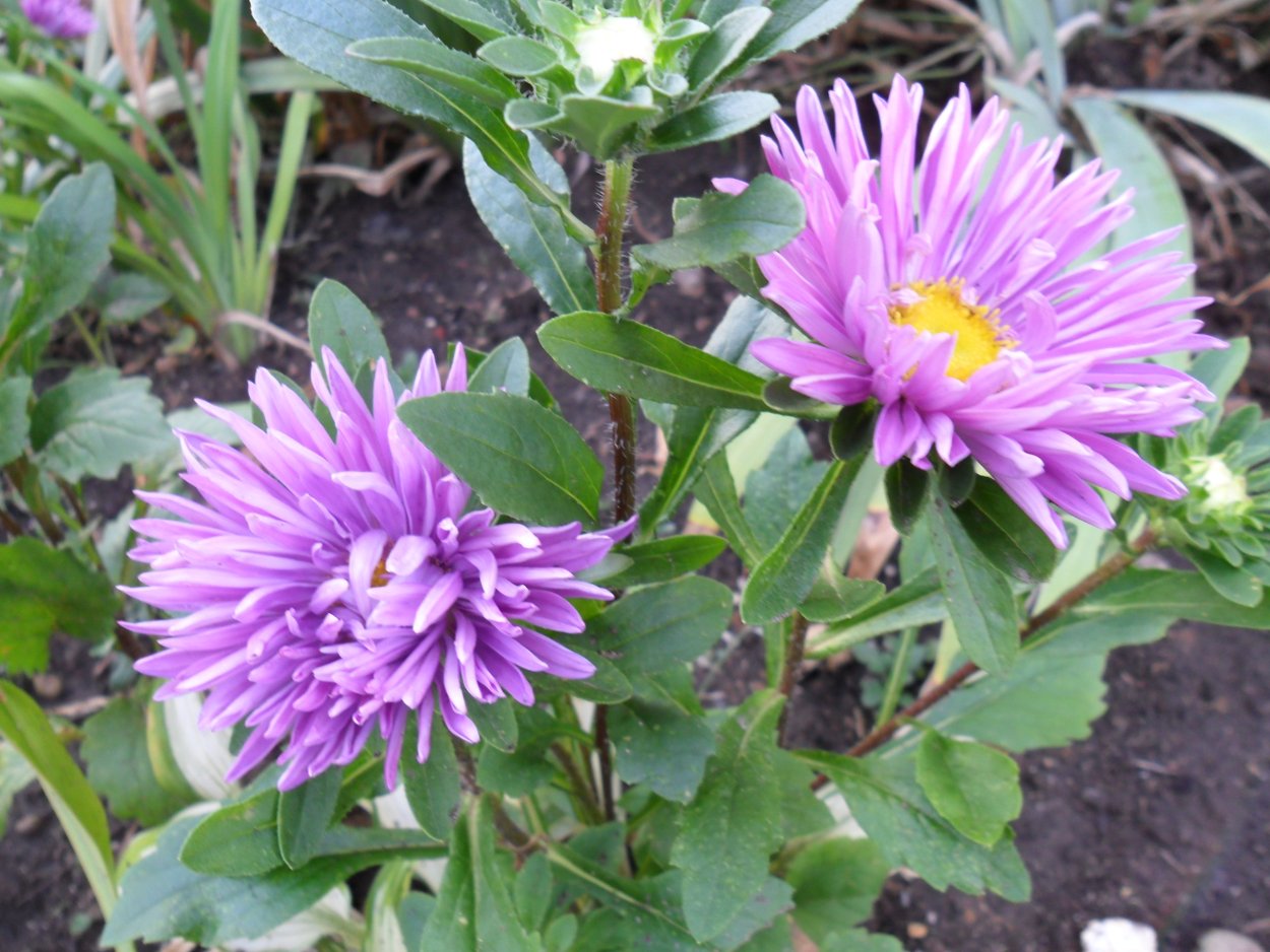 Астра листья