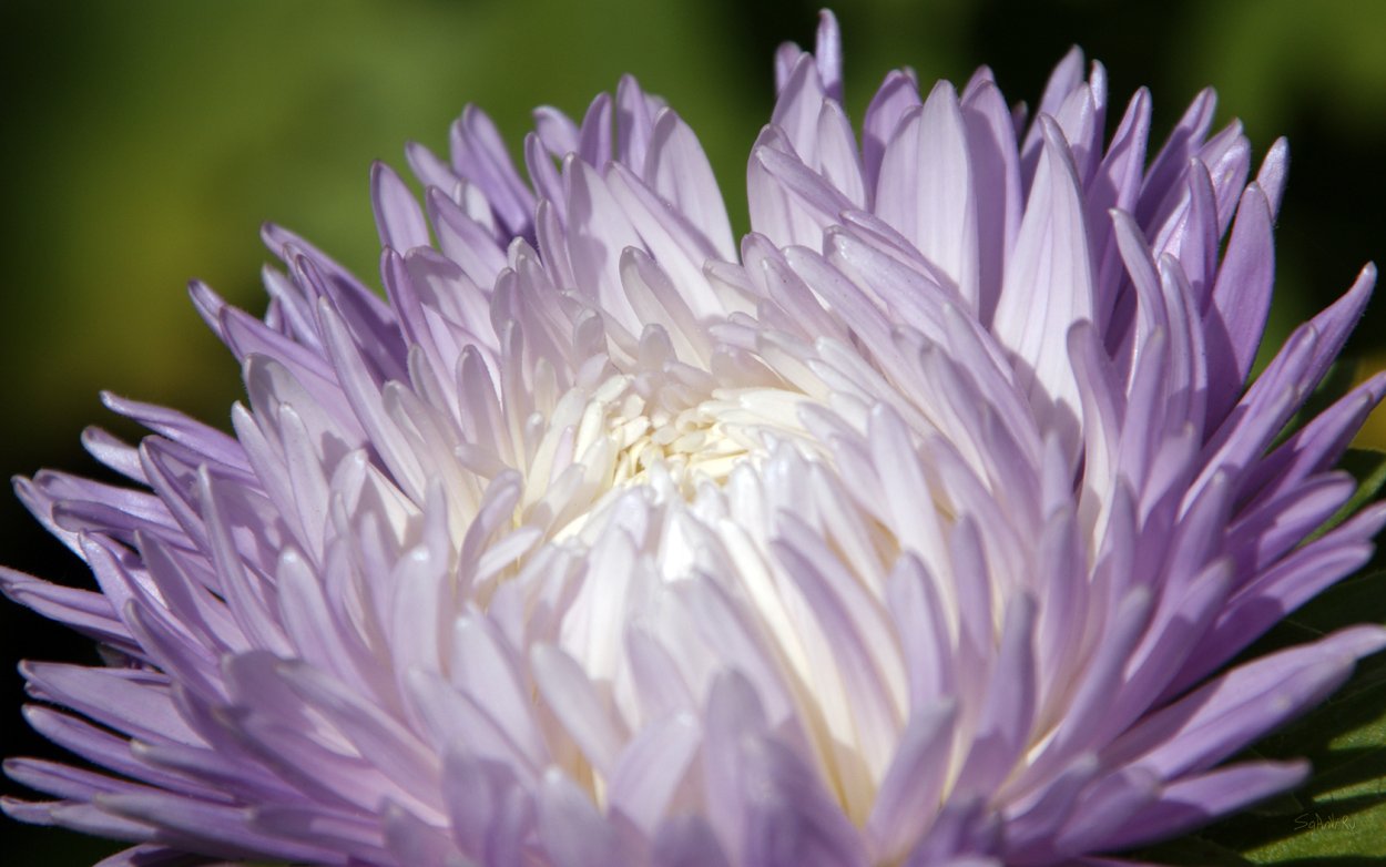 Листик астры