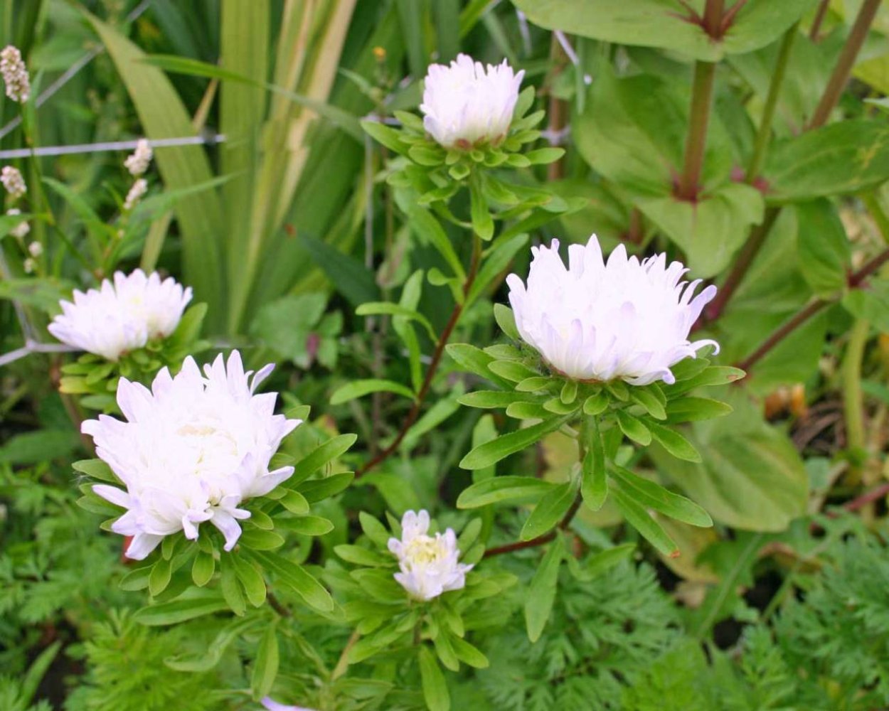 Астра цветок листья