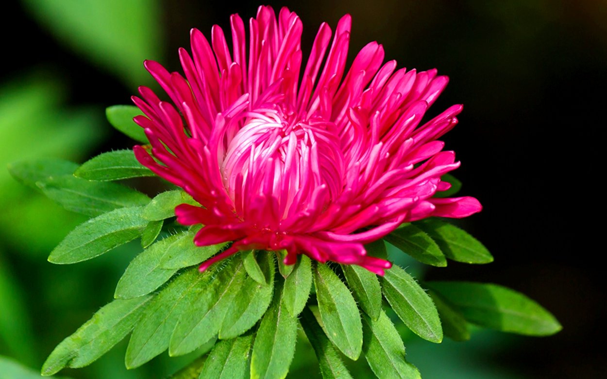 Игольчатой астры чашелистик