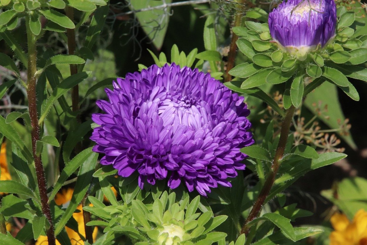 Астра Хризантелла сиреневый