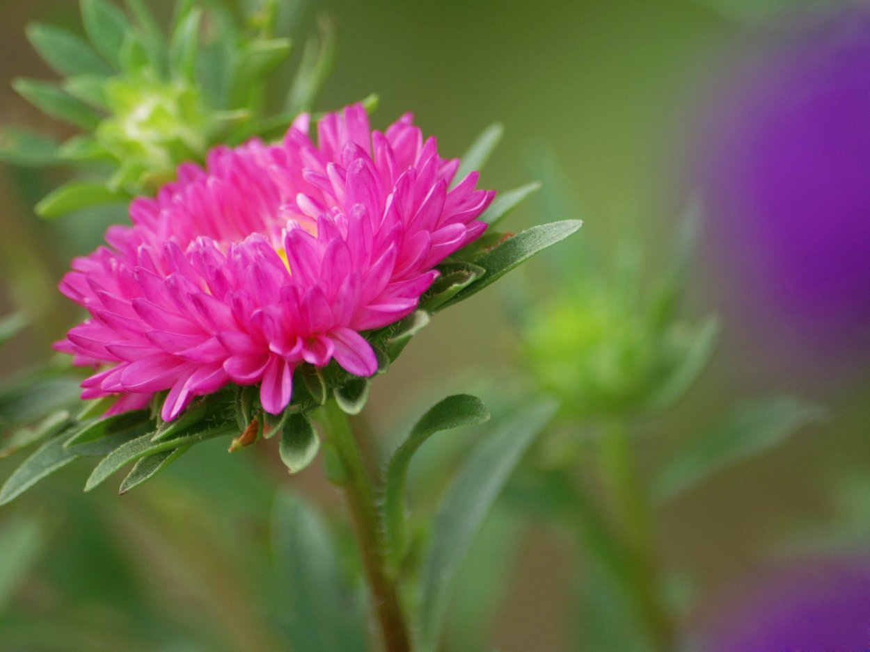 Красивые астры