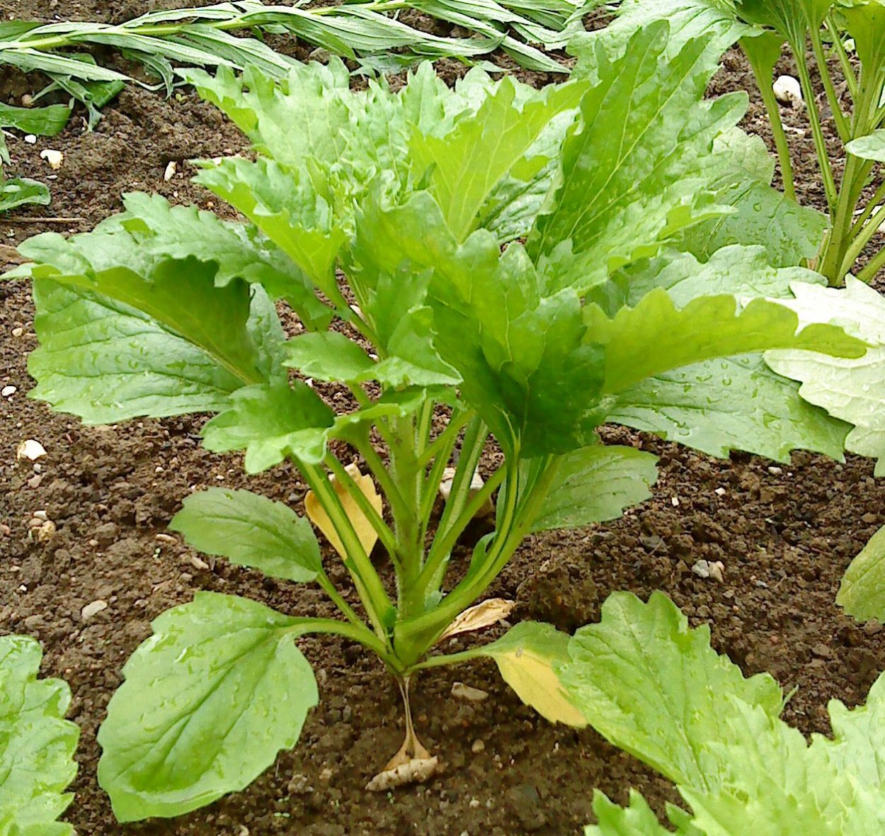 Курчавость на Астрах