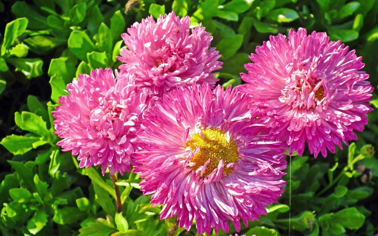 Астра однолетняя листья