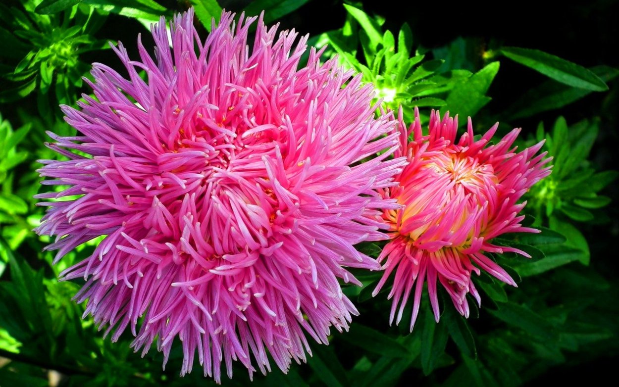 Астра коготковая розовая