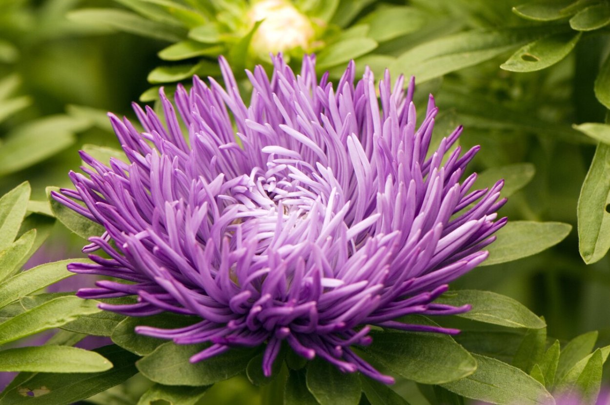 Чашелистик астры