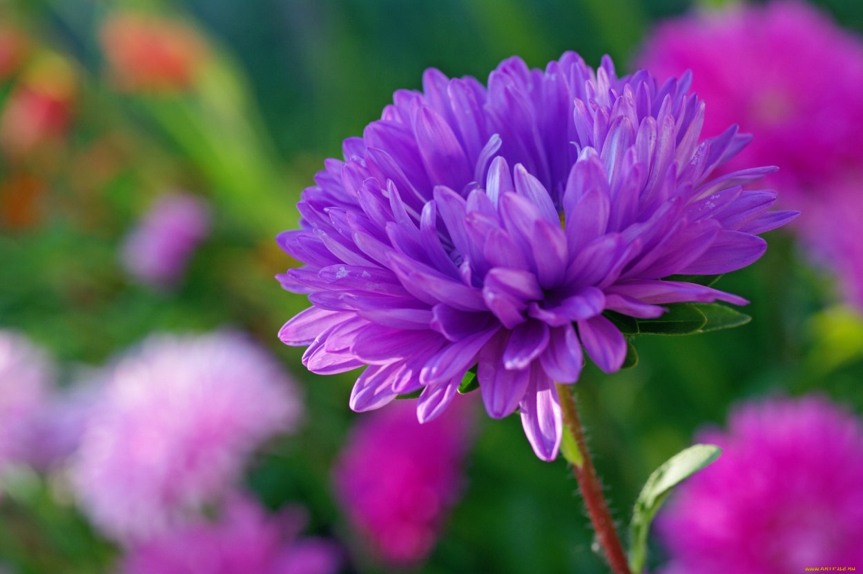 Астры на природе