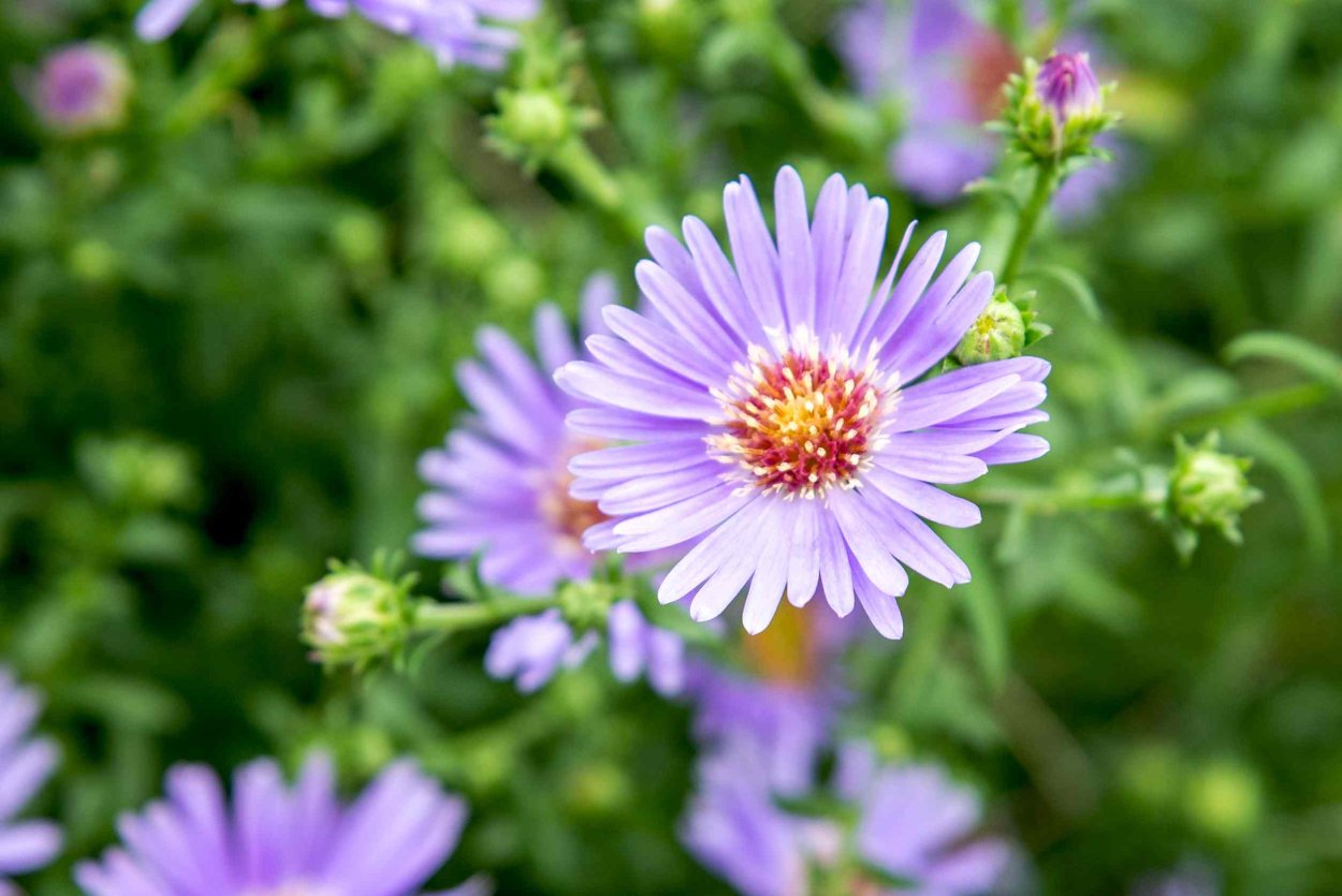 Aster Bunna