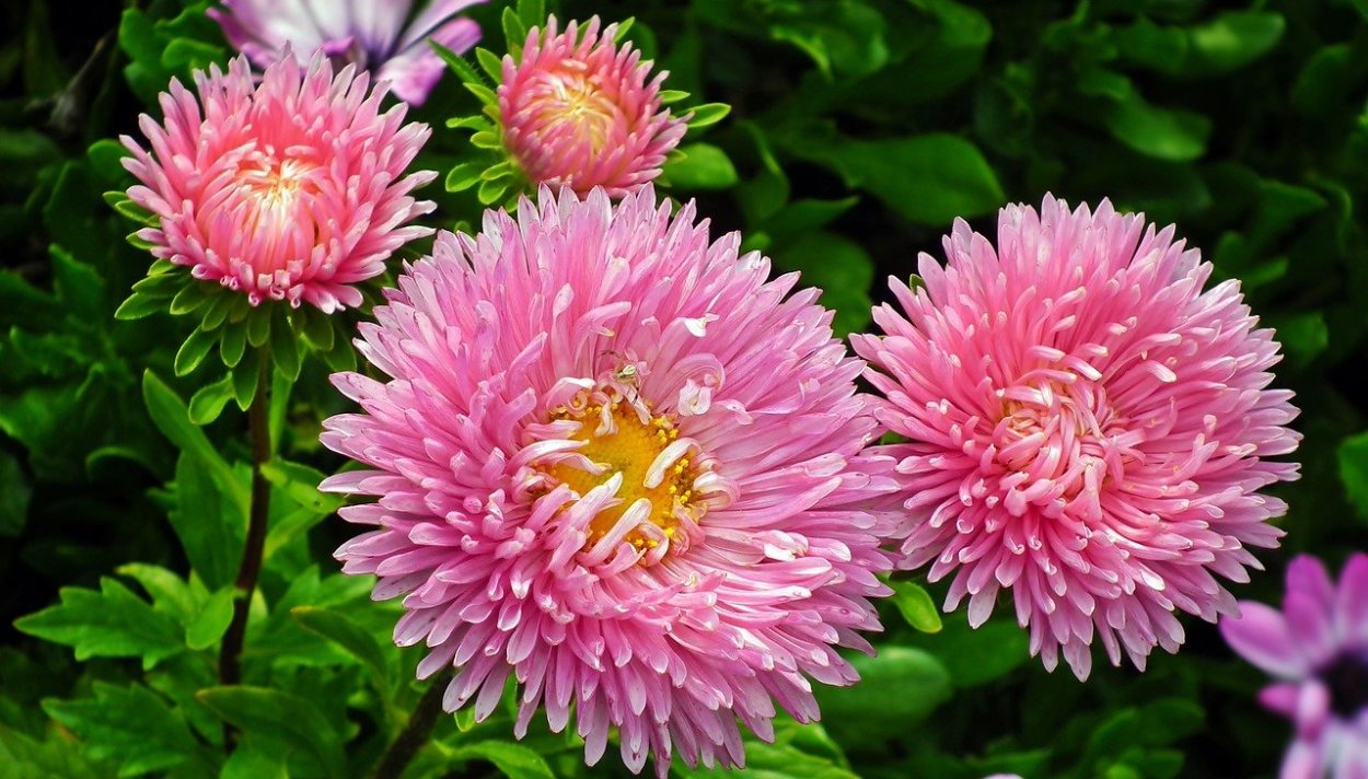 Астра Феллоушип