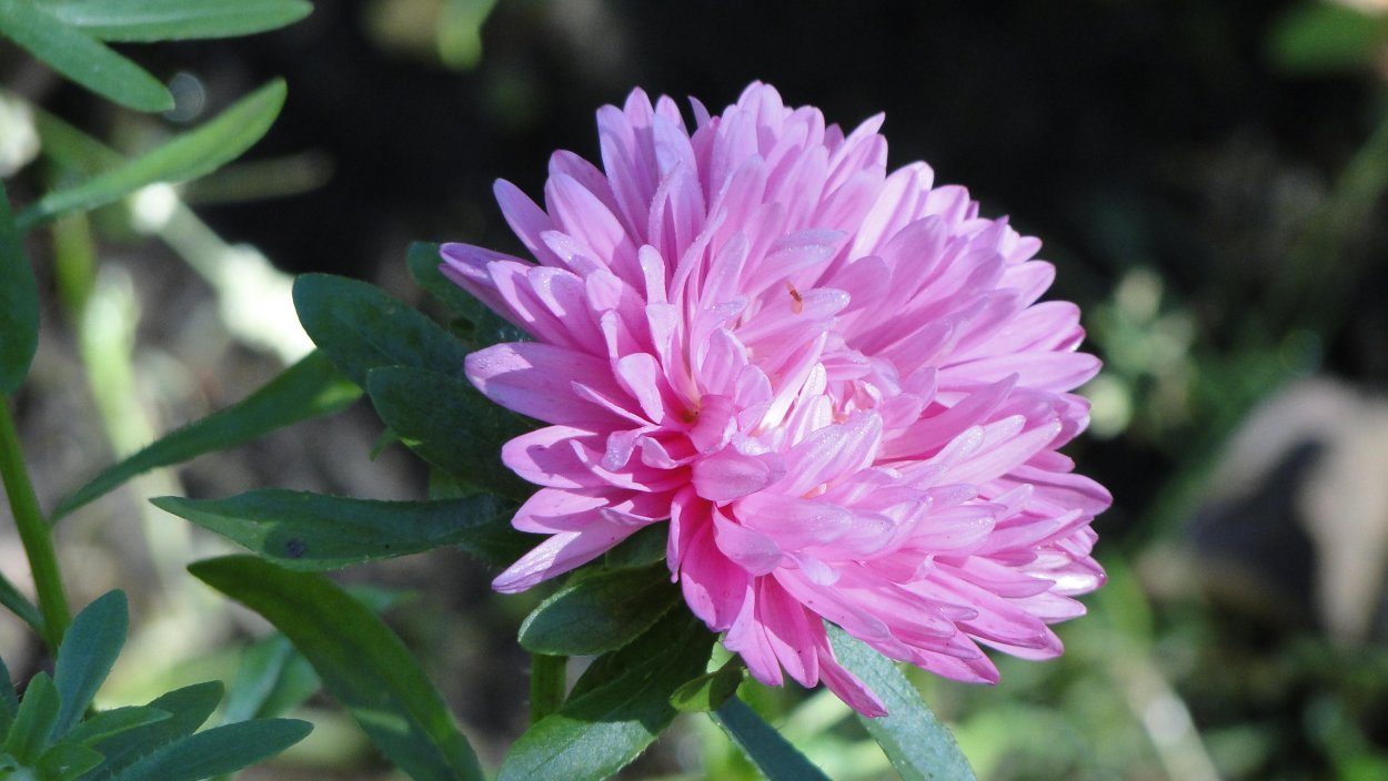 Астра Карамболь