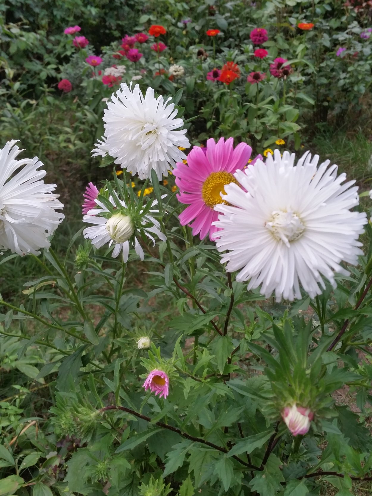 Астра игольчатая гигантские лучи