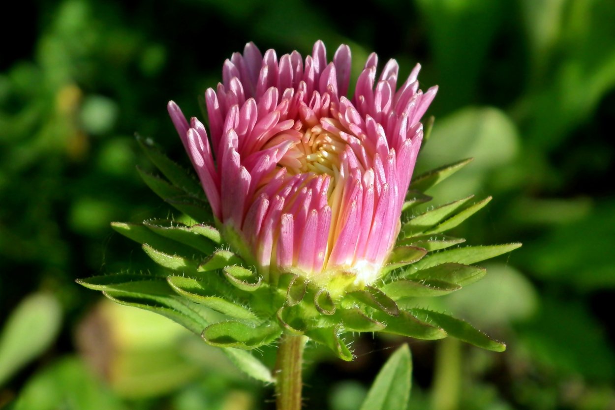 Астра растение листья