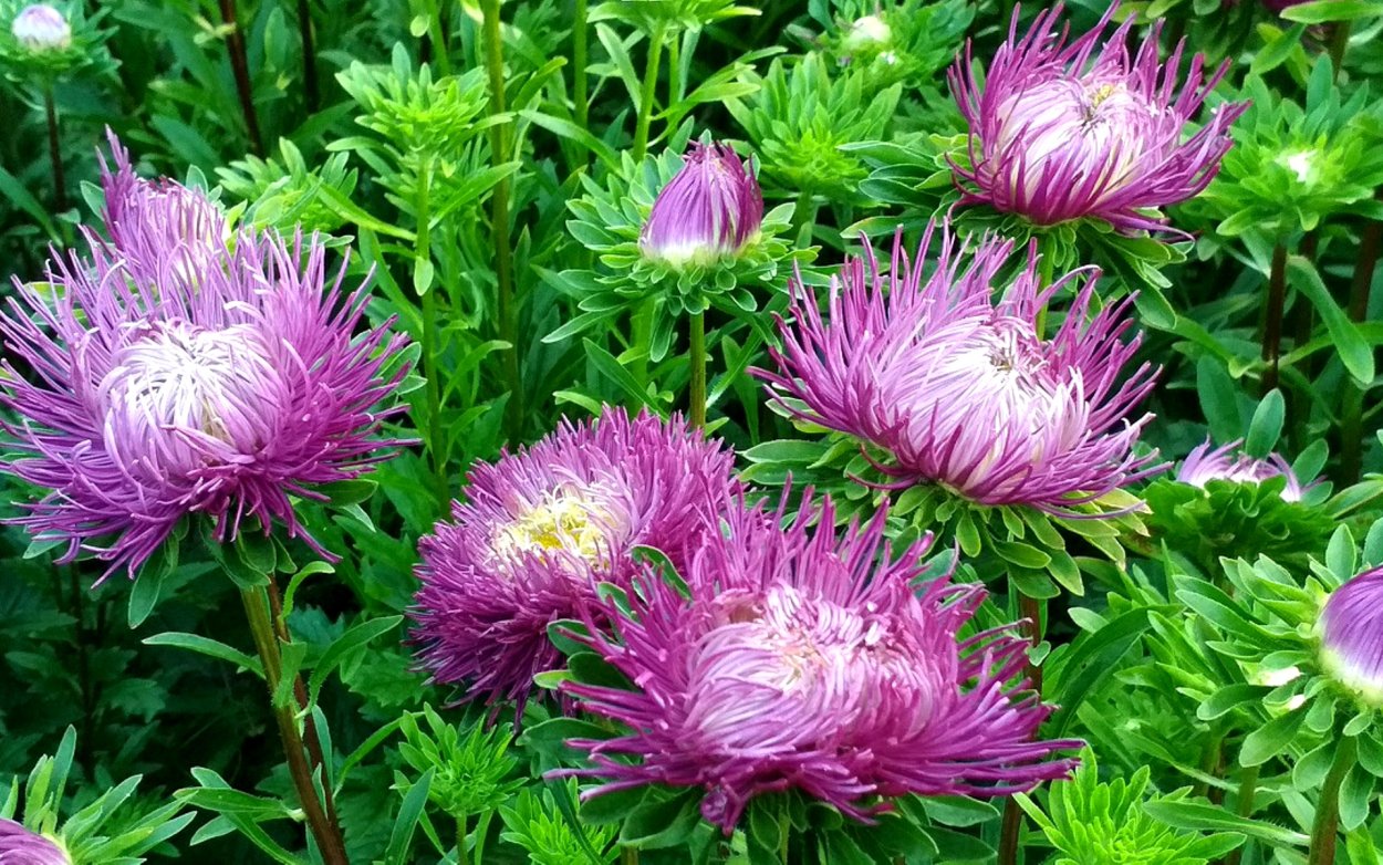 Астра Медея игольчатая