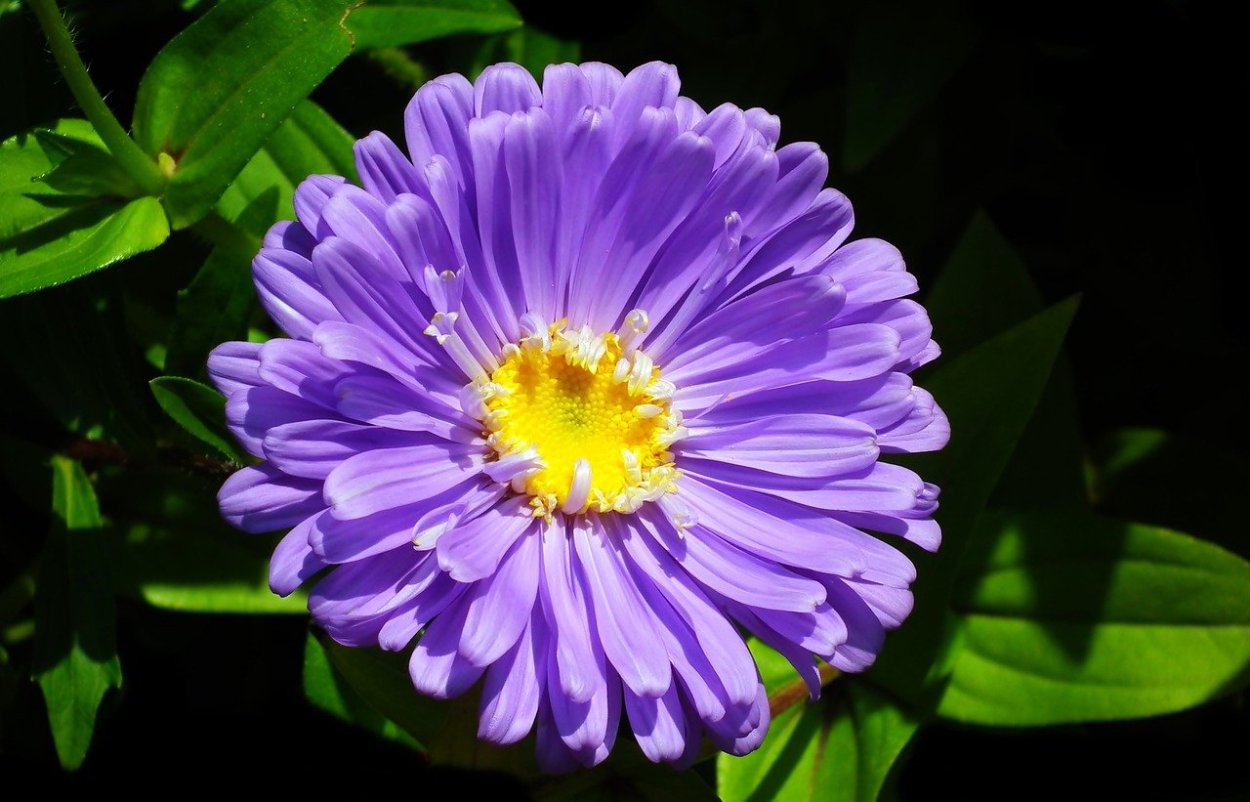 Листья астры фото крупно