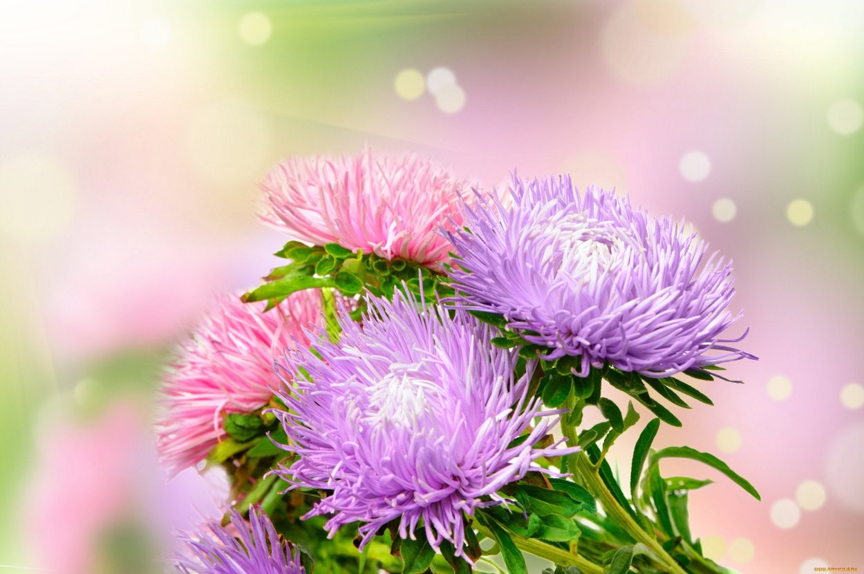 Цветок Астра.