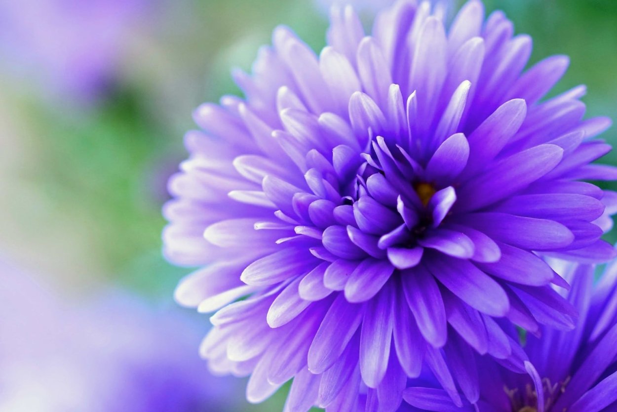 Хризантема светло сиреневая