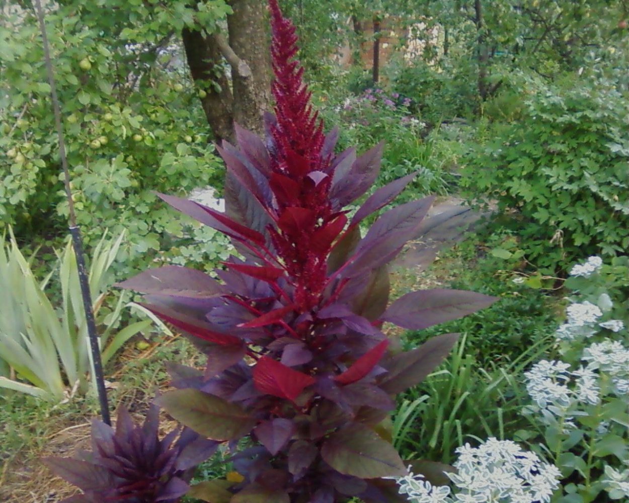 Амарант метельчатый бордовый