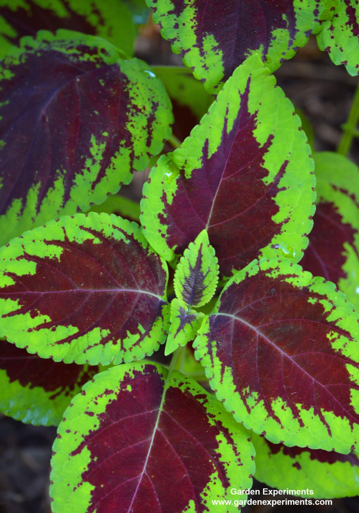 Колеус Ренельта Coleus rehneltianus
