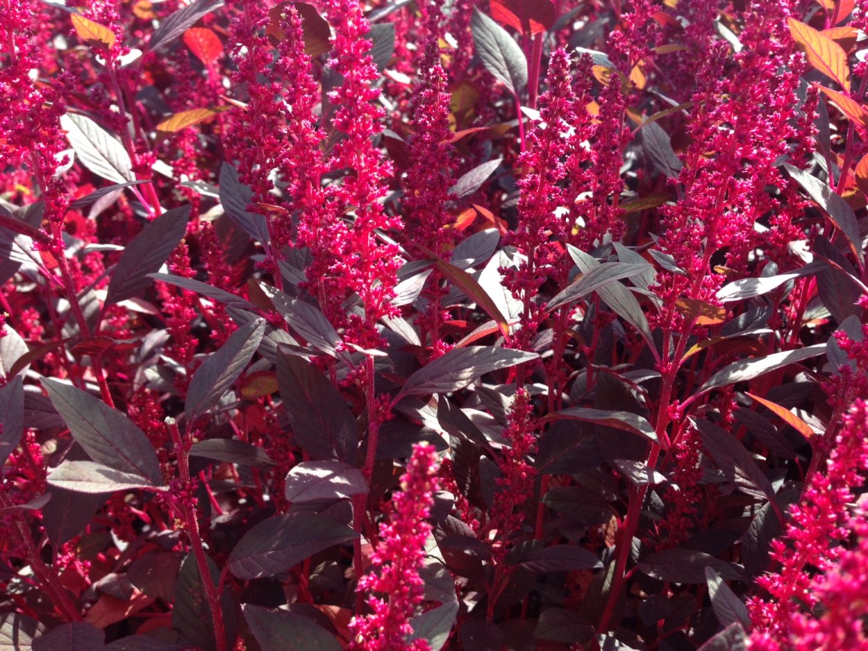 Лебеда Амарант