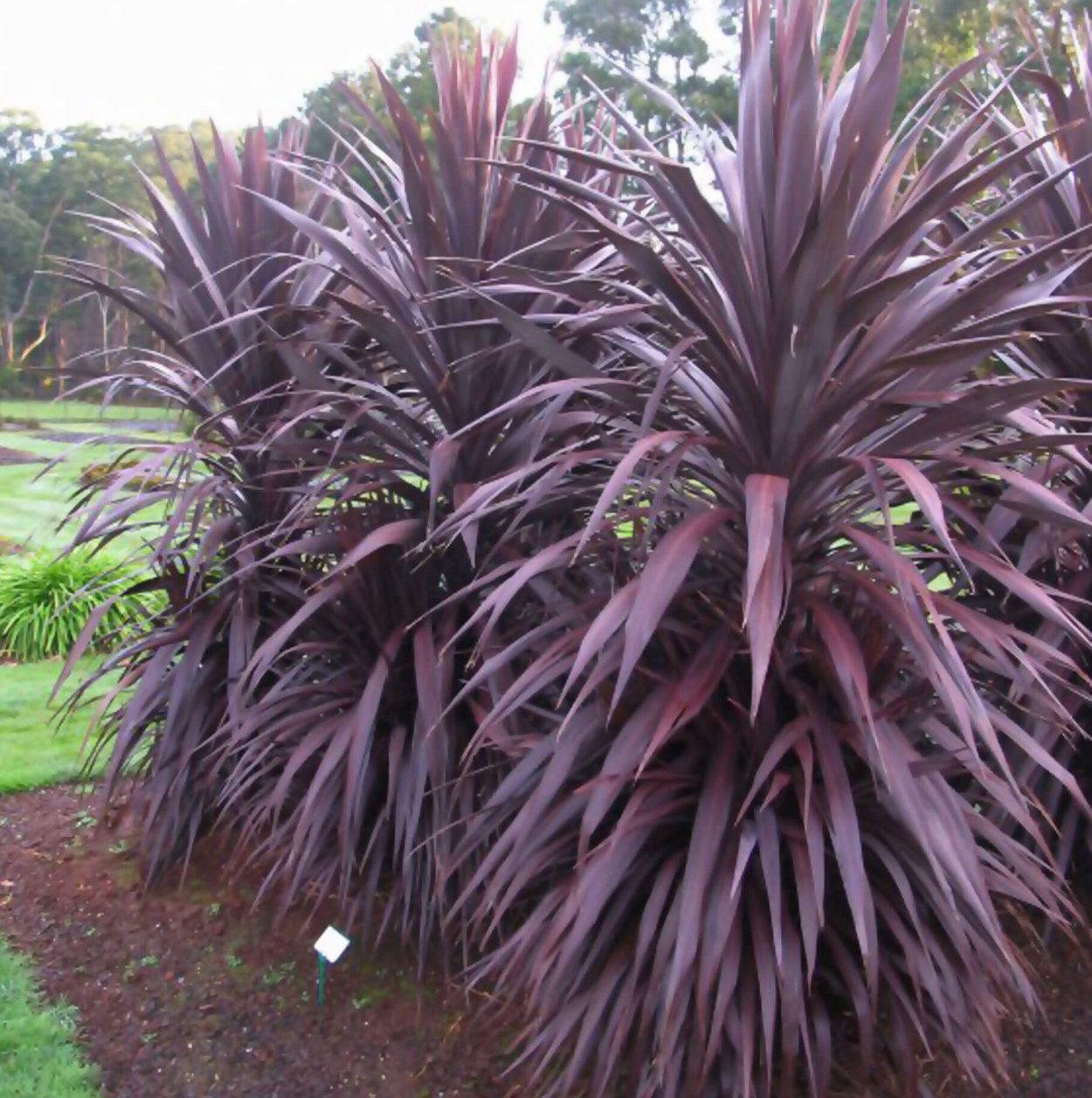 Cordyline Australis purpurea