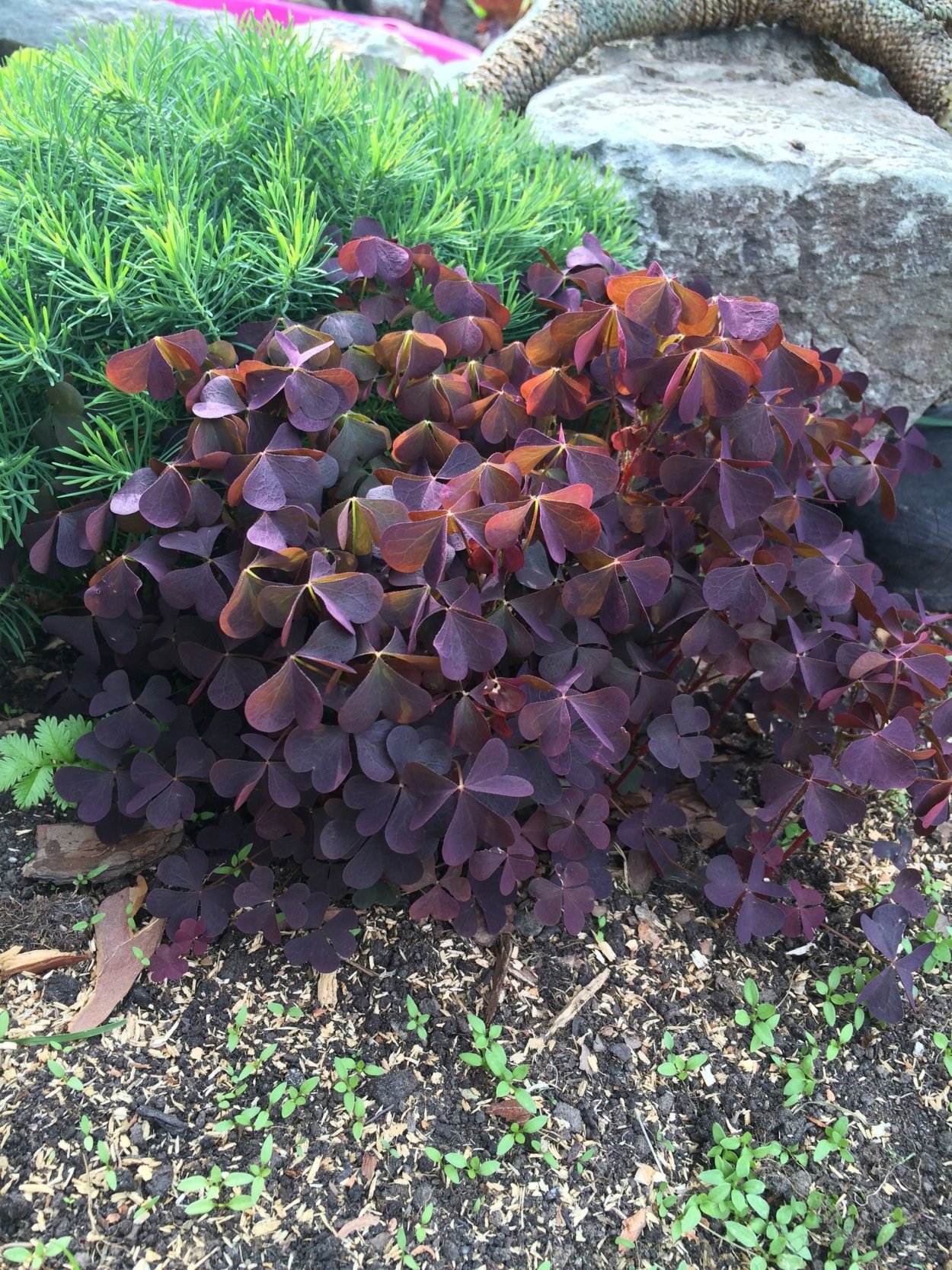 Кислица рожковая (Oxalis corniculata)