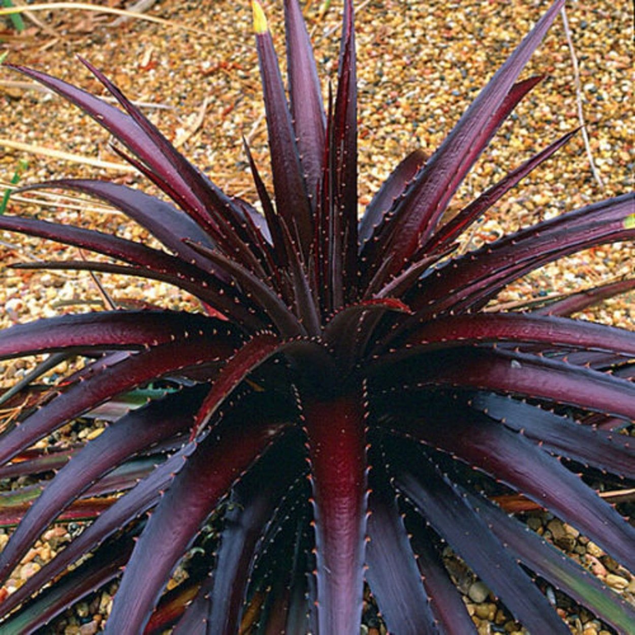 Dyckia ferruginea